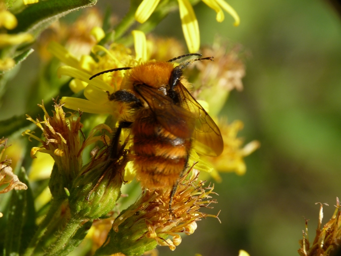 Bombo (Bombus cfr pascuorum) ...storpio